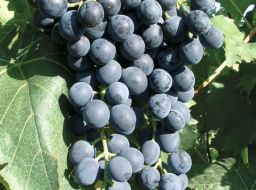 Weintraube Muscat_bleu.jpg